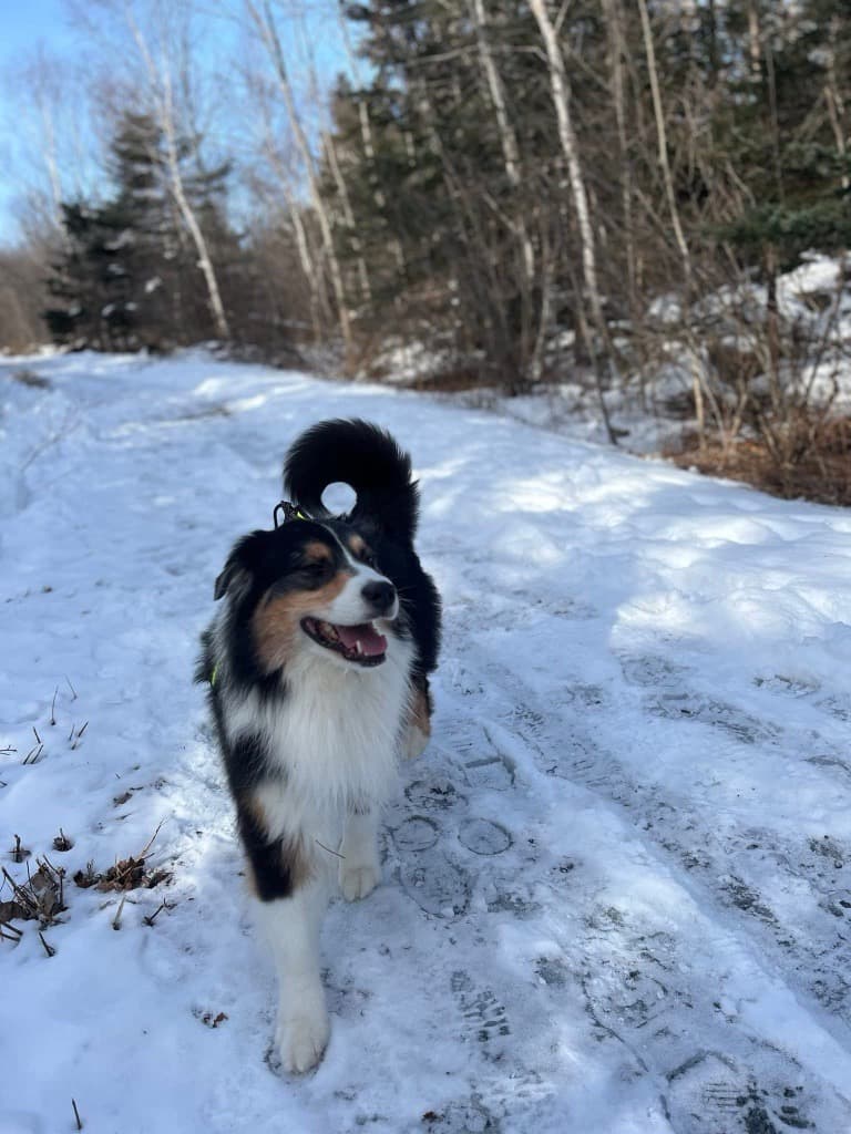 From a Black Bear Attack to a Frozen Lake Rescue: Canada's Newest Animal Heroes Honoured