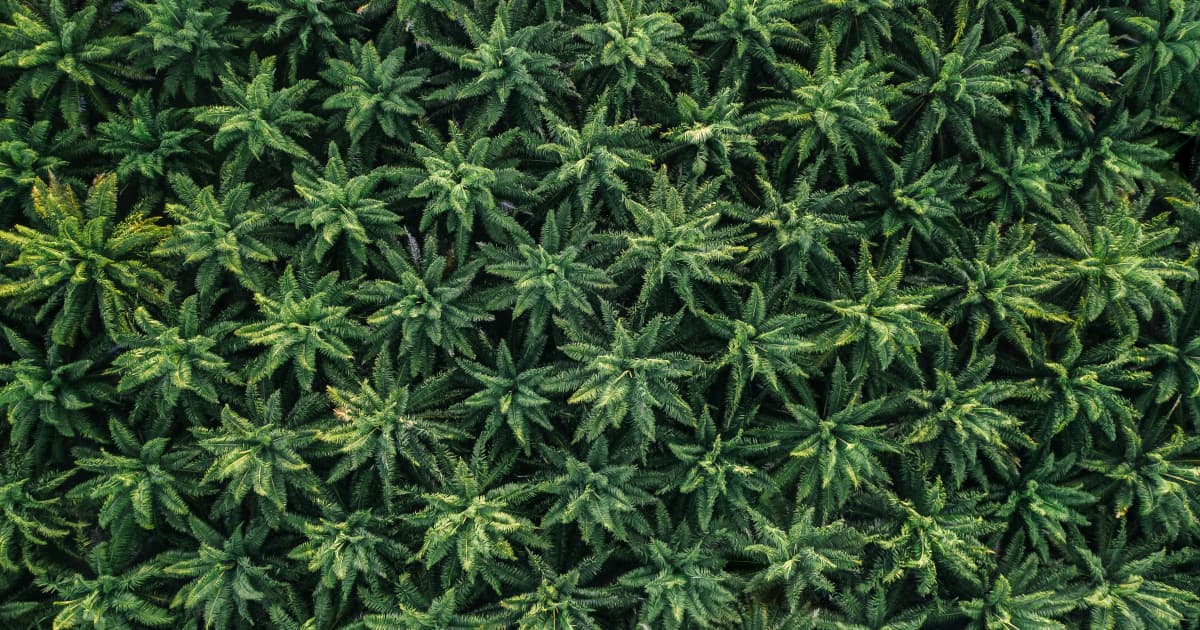 Kentucky Officials Urge Lawmakers to Expand Medical Marijuana Program Eligibility