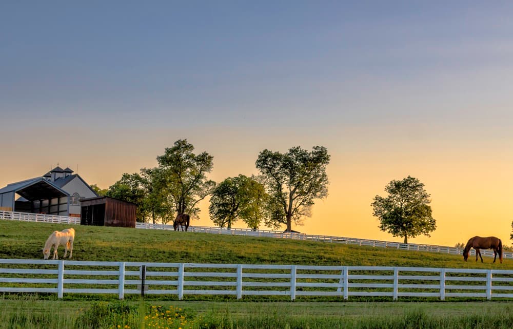 Navigating Ocala's Horse Farm Market: What Buyers Need to Know Before Purchasing Equestrian Property