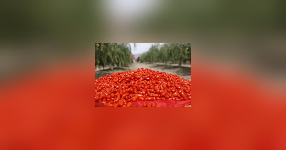 From Ancient Delicacy to Global Trend: Ningxia Goji Berries' Industrial Upgrade and Global Journey