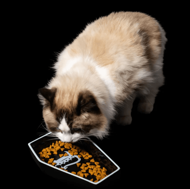 Freak On A Leash Expands Beyond Dogs with New Cat Collar Lineup